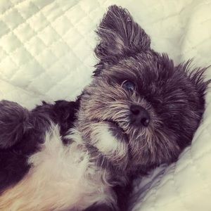 Meet your Posher, Chris